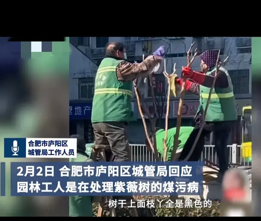 官方回應環衛工人用毛巾擦樹枝
