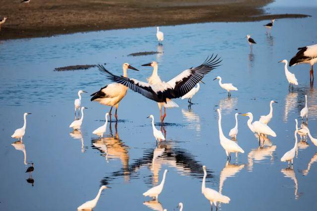 2024年是寶馬在中國開啟社會責(zé)任之旅第20年,寶馬20年的中國履責(zé)答卷